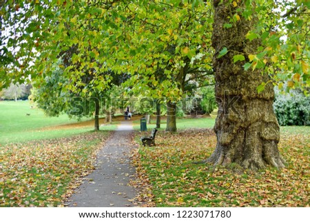 View of Tree Lined Path through a Beautiful Leafy Green Park