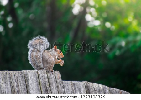 Closeup of beautiful  grey squirrel perched on a fence in morning time, holding and eating bird food seeds