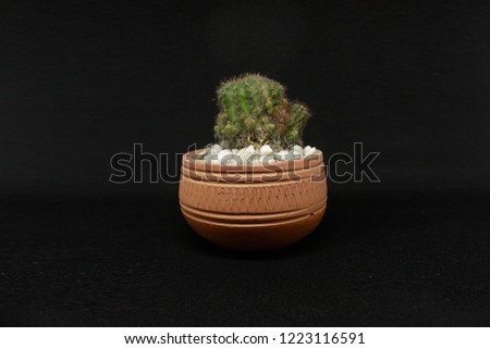 cactus on pot