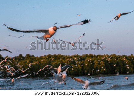 A flock of gulls with selective focus one in clear sky day with sunset twilight on the bird