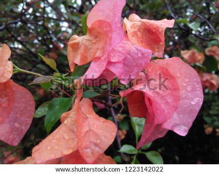 Pink Paper Flower Fresh and Clean stock images