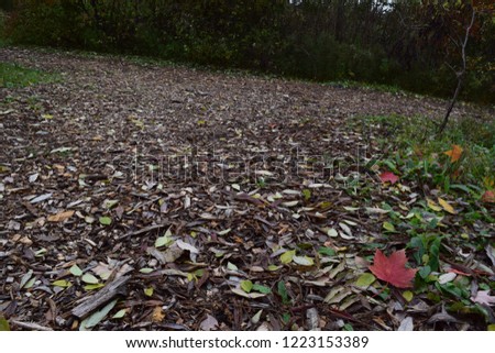 Carolinian forest ground floor close up fallen leaves in the corner with room for text.