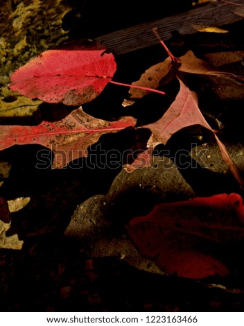 Fallen Autumn Leaves Floating on Pond near Canyon, Texas.