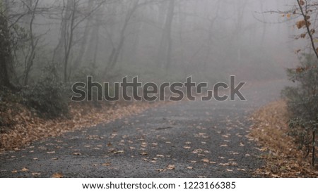 foggy path in fall season