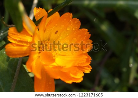 Isolated blossoming small orange flower calendula in the garden with water drops after rain. Surface tension. Good morning.