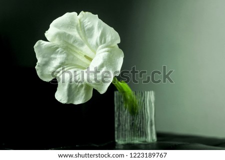 Isolated White Angel Trumpet Flower on a Black Background