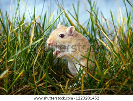 Gerbil hiding in grass