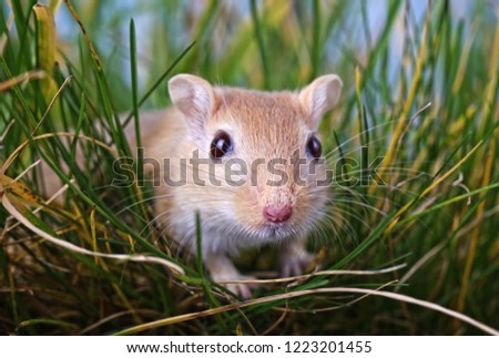 Gerbil hiding in grass