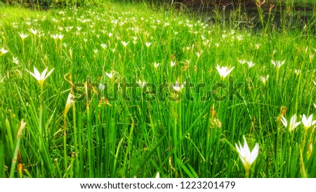 Field of white zephyranthes candida or white windflower looks like dream on defocused.