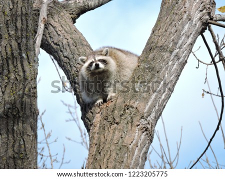 raccoon in trees