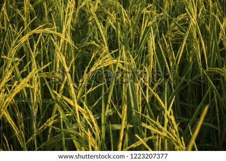 Close Up Paddy rice field .