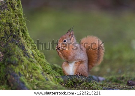 Red Squirrel Cute