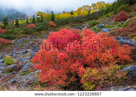 Autumn leaves of Norikura mountain in Nagano prefecture of Japan The red of nanakamado is beautiful. 