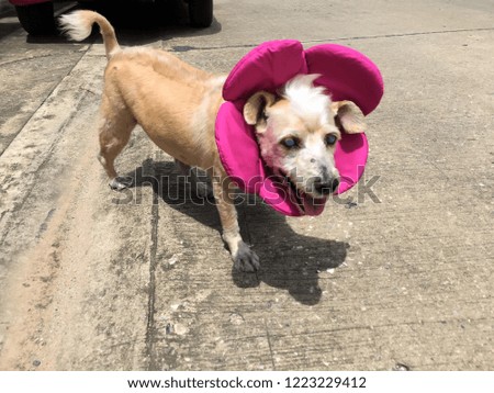 Happy dog wearing a cute flower costume.
