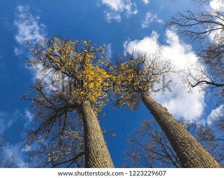 Beautiful black tall trees with yellow autumn leaves falling against a blue sky and white clouds. The background.