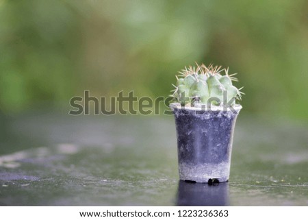 House Decoration Cactus 