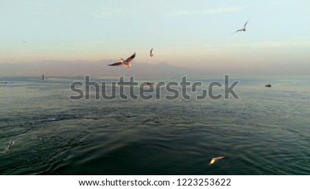 Fishing man on boat and seagulls all around in Aegean Sea