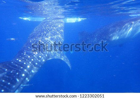 whale sharks feeding in Oslob, Cebu, Philippines 