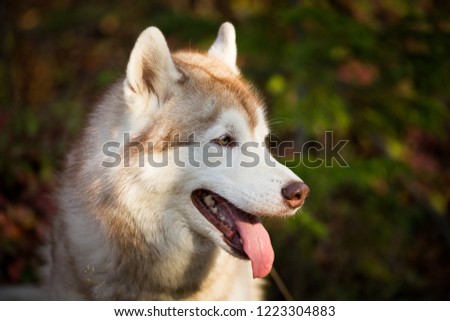 Profile Portrait of gorgeous Beige and white dog breed Siberian Husky sitting in the bright autumn forest at sunset