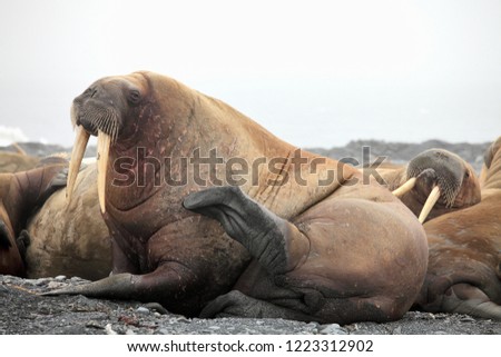 Walrus haul-out on Arctic beach  - Franz Josef Land
