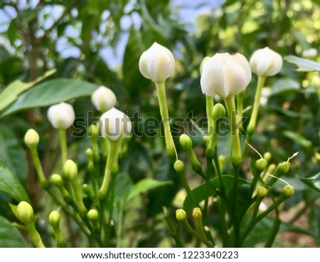 Tabernaemontana pandacaqui Lam. White bouquet of flowers fragrant branches separated by the leaves