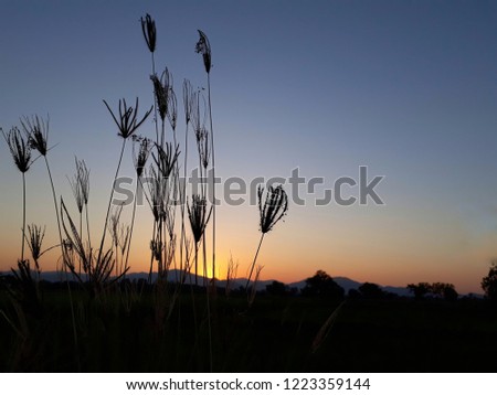 The silhouette of grass flowers with sunset.