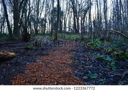 Yellow path in woods