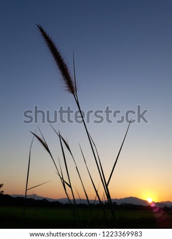 The silhouette of a sunset grass flower and a space for writing a note.
