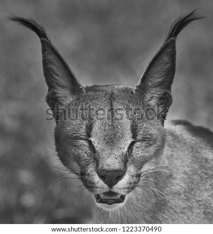 Caracal pictures in black and white