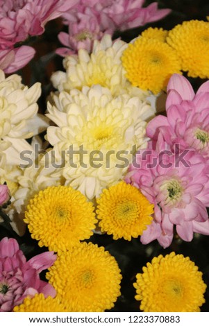 Bouquet of colorful chrysanthemums.
