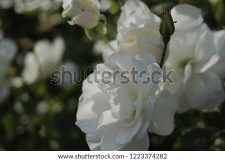 white roses flowers