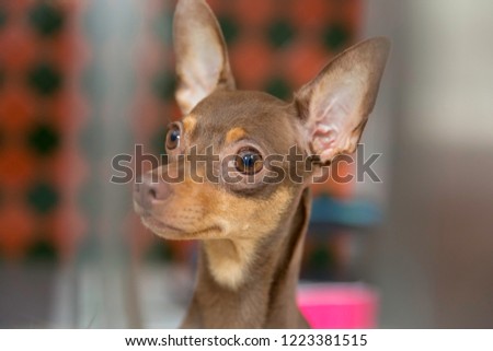 Minature pincher dog in pet boarding Royalty-Free Stock Photo #1223381515