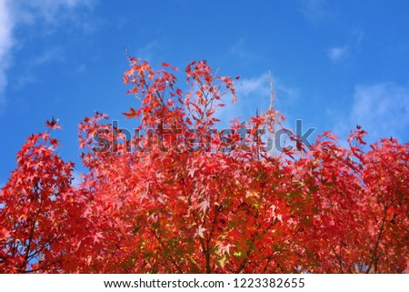 Red Colored Leaves of Japanese Maple Trees with Blue Sky , Autumn Season.