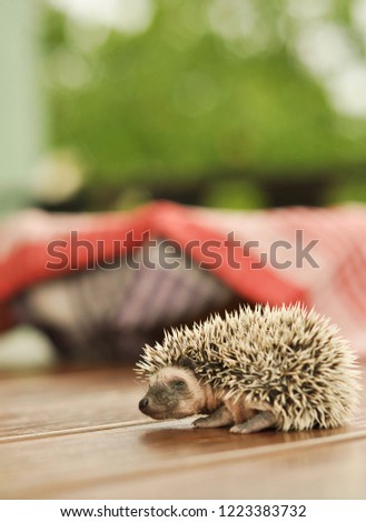 Small cute pet baby hedgehog walking alone outside on the wooden table in the balcony in the Czech Republic.