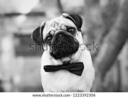 Black and white portrait of cute a puppy pug.