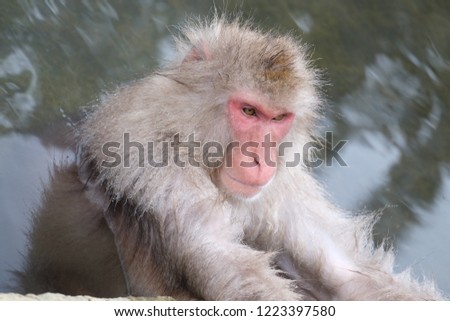 Japanese Snow monkey Macaque is playing in hot spring  at Jigokudan Park Onsen,japan 