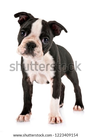 puppy boston terrier in front of white background