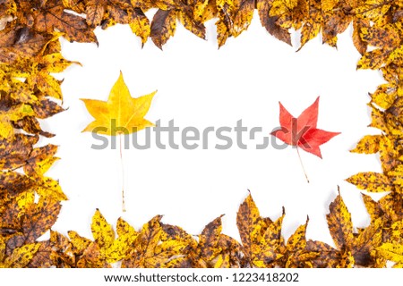 Autumn yellow leaves frame with white background and two single leaves inside