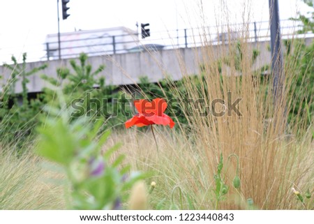 Remembrance poppy flowering plant 