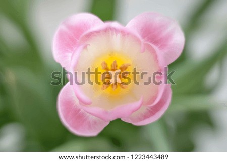 Beautiful pattern of pistils and stamens inside the head of a gently pink tulip flower on a blurred background. Soft focus. Geometry in nature.