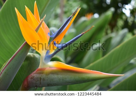 Closeup of a colorful strelitzia plant – bird of paradise flower Royalty-Free Stock Photo #1223445484