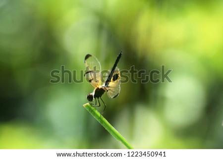 A dragon fly image ( Rhyothemis phyllis )