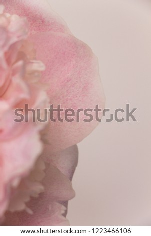 Peony petal. Pink peony. Peony flower. Background