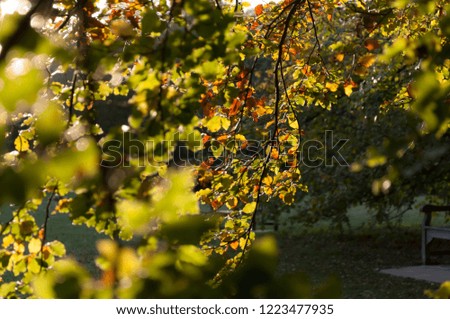 Autumn leaves at sunset in a park 