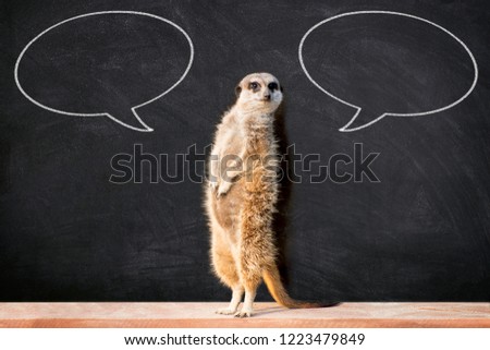 Portrait of a meerkat standing and looking alert against blackboard with two chalk speech bubble.  Funny “back to school” concept.