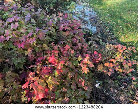 Autumn  colors in sweden