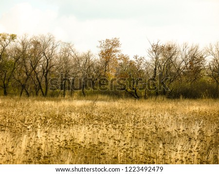 beautiful background autumn yellow grass colorful trees2