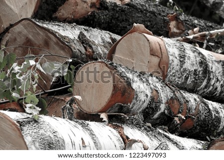 birch spill smooth clean large felling of trees felling under construction rustic