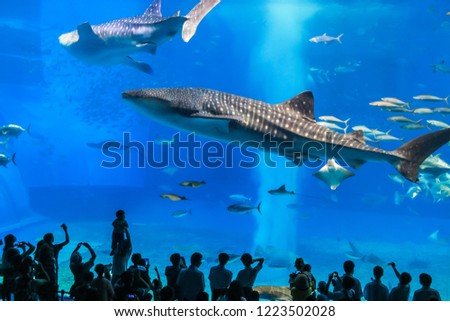 People making pictures of Whale Sharks in Aquarium
