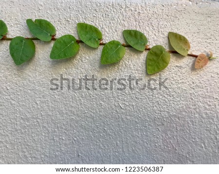 Climbing plant on white concrete wall